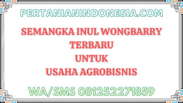 Semangka Inul Wongbarry Terbaru Untuk Usaha Agrobisnis